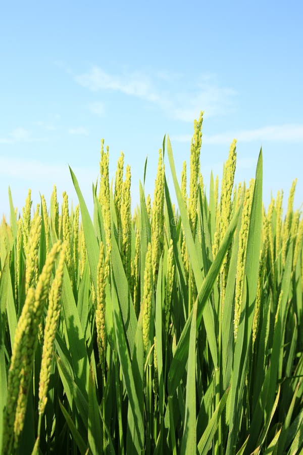 Rijst in het veld stock afbeeldingen