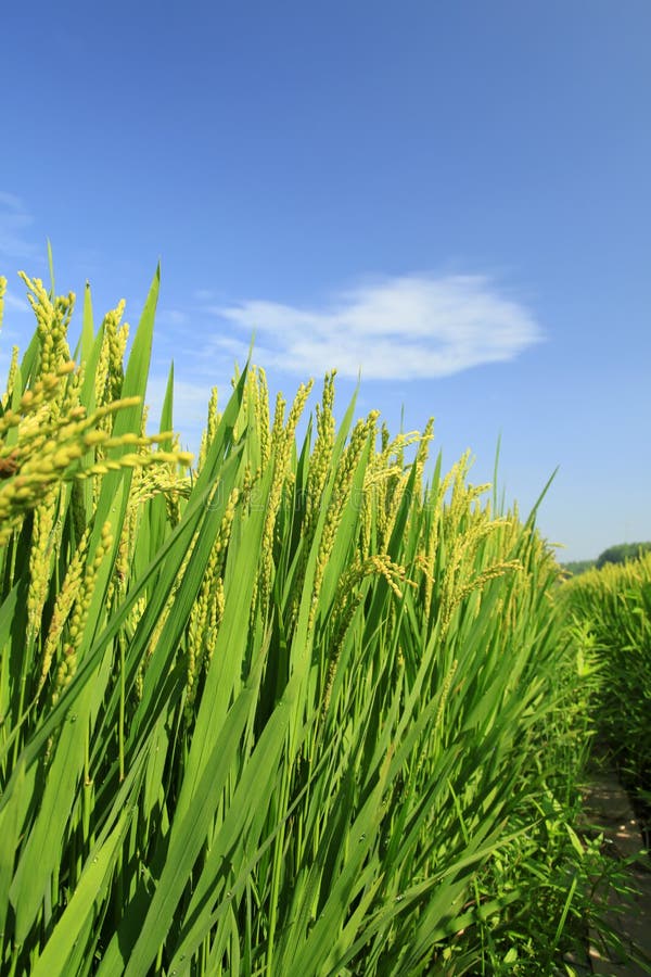 Rijst in het veld royalty-vrije stock foto's