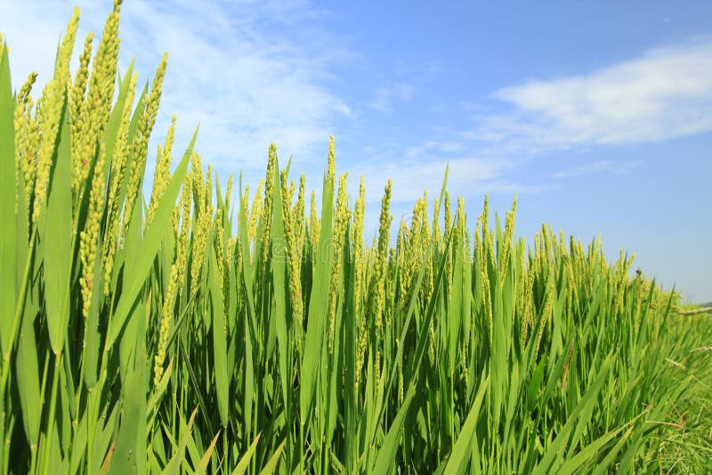 Rijst in het veld stock afbeeldingen