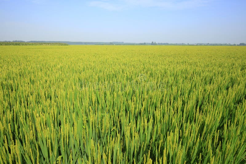 Rijst in het veld stock foto's