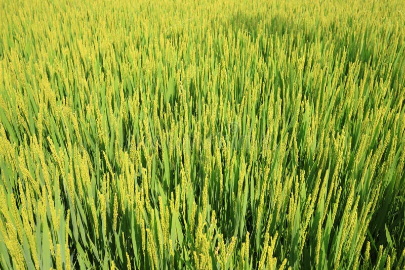 Rijst in het veld stock afbeelding