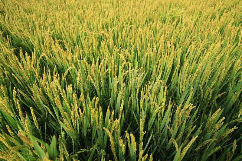Rijst in het veld stock fotografie