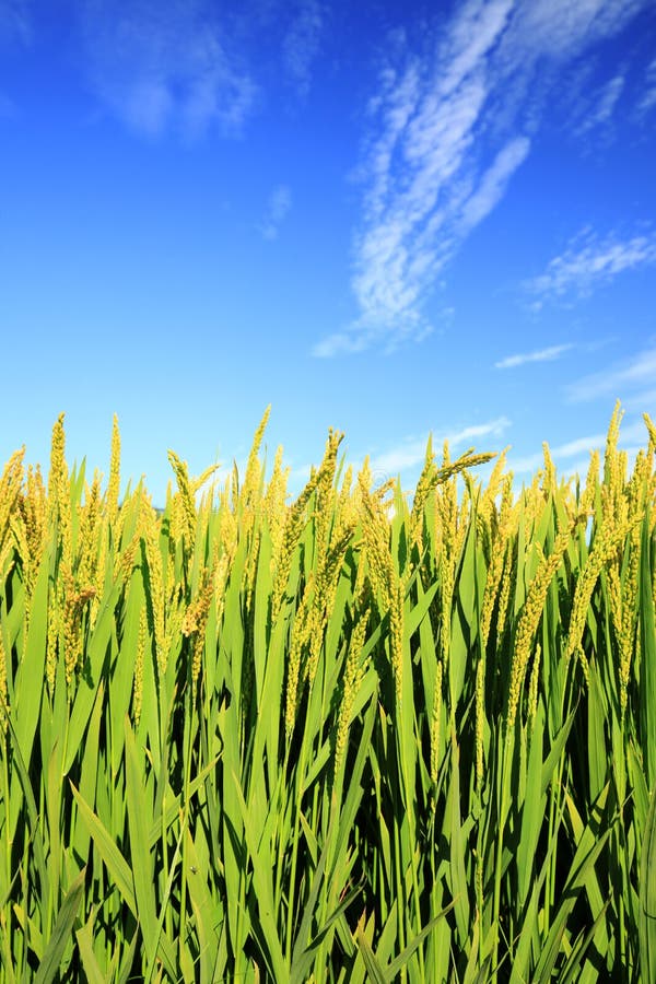Rijst op het veld stock afbeeldingen