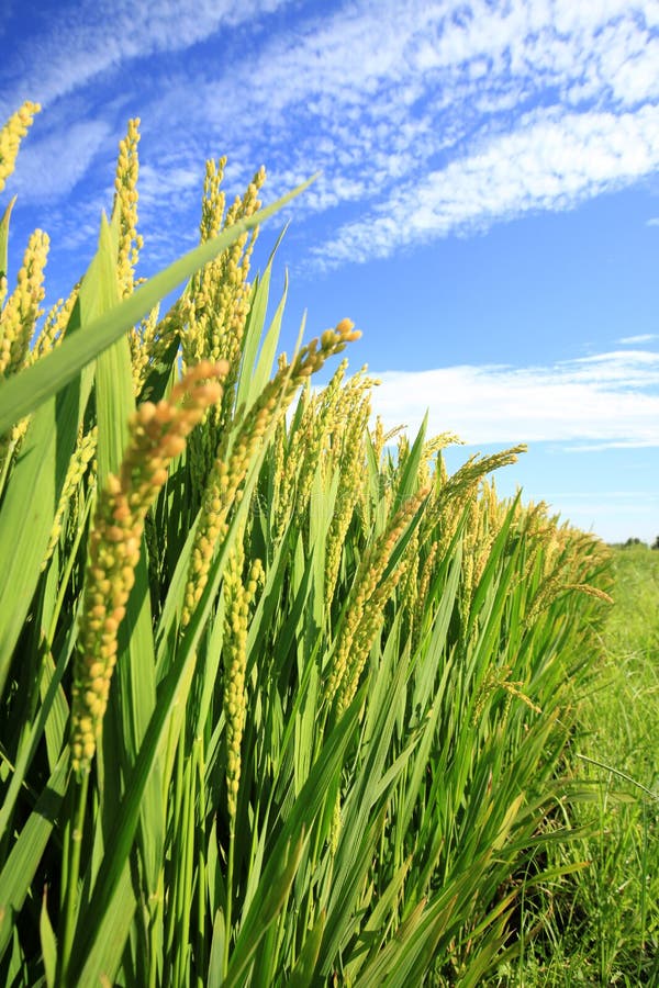 Rijst in het veld stock fotografie