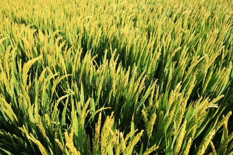 Rijst in het veld royalty-vrije stock afbeelding