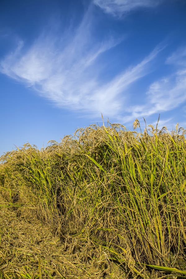 Rijst in het veld stock afbeelding