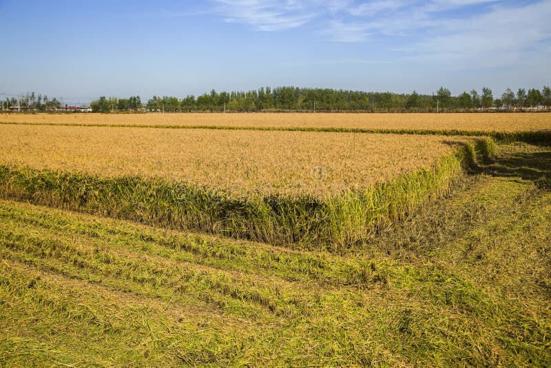 Rijst in het veld stock afbeeldingen