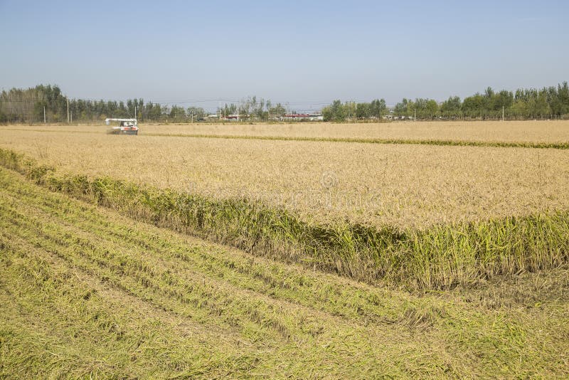 Rijst in het veld royalty-vrije stock fotografie