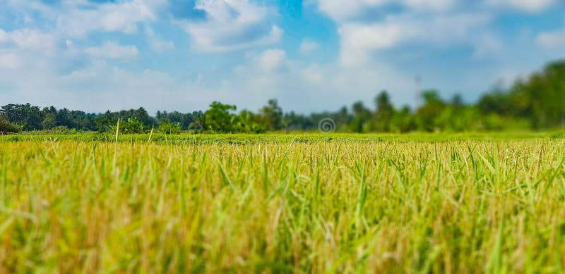 Rijstoogst in de centrale java indonesi