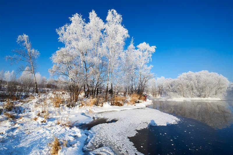 The rime of silver birch