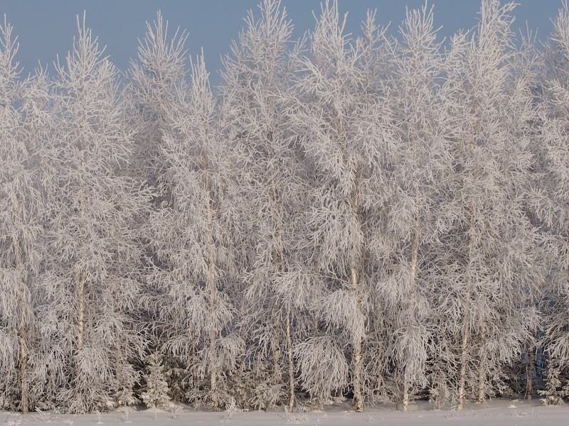 The rimed birches in the fantastic frosty wood