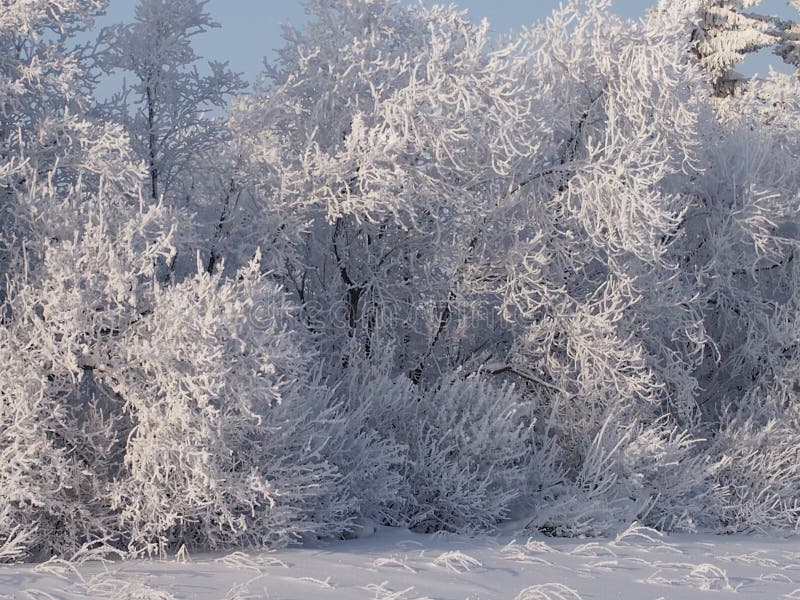 The rimed birches in the fantastic frosty wood