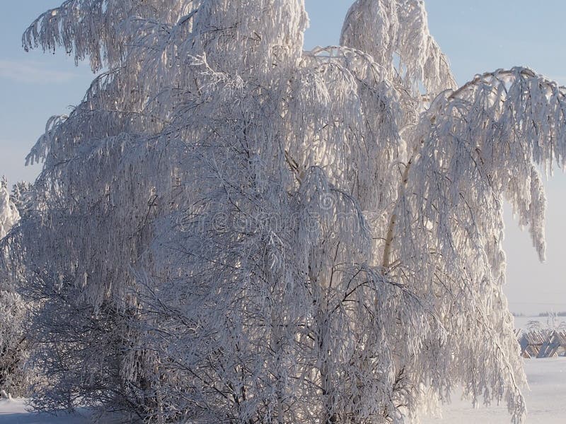 The rimed birches in the fantastic frosty wood