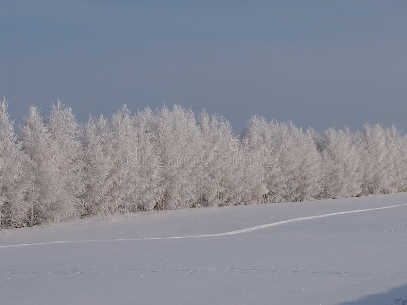 The rimed birches in the fantastic frosty wood