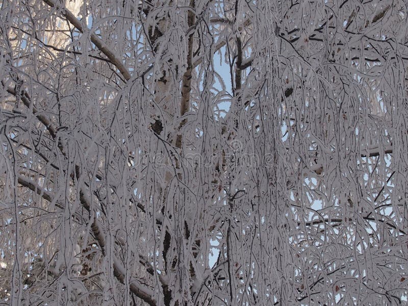 The rimed birches in the fantastic frosty wood