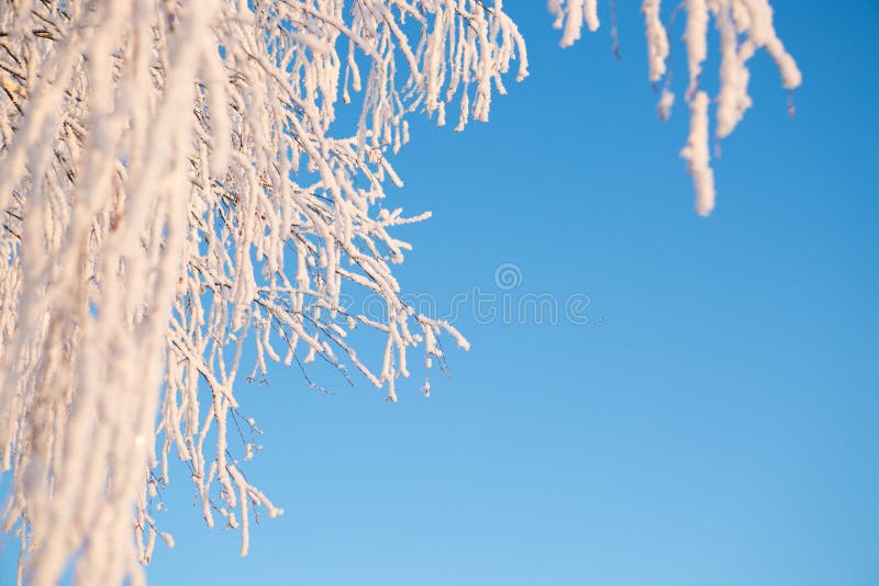 Rimed branch of a tree against the sky.