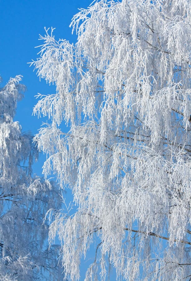 Snow covered rimed branches of tree