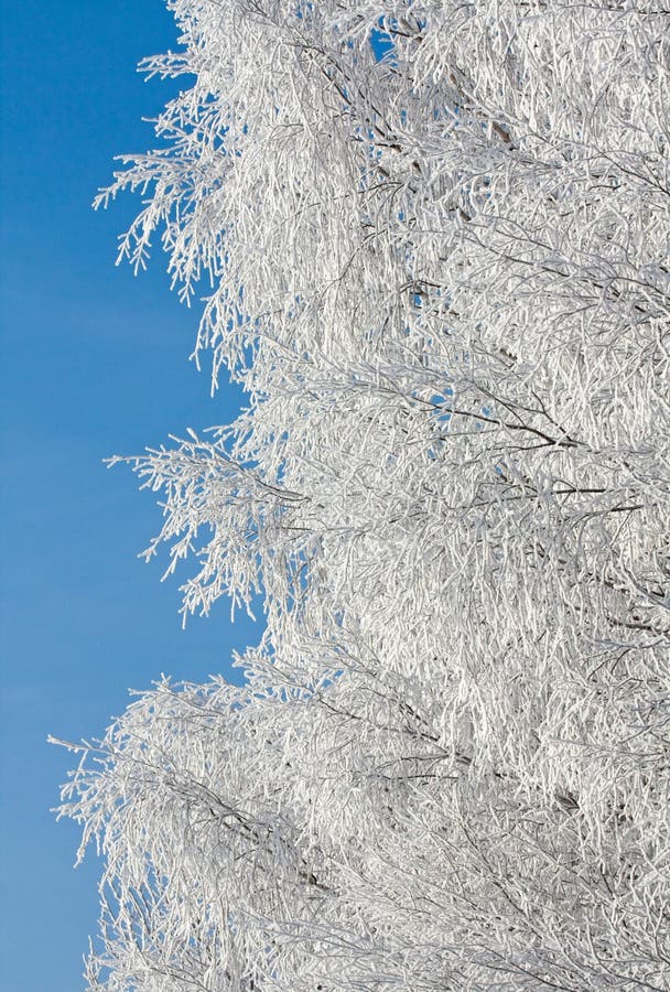 Snow covered rimed branches of tree