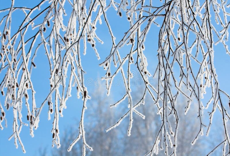 Snow covered rimed branches of tree