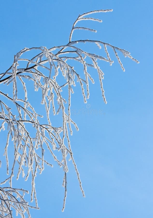 Snow covered rimed branches of tree