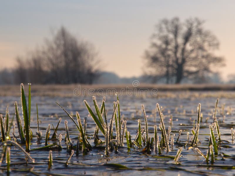 Rimed grass in winter landscape