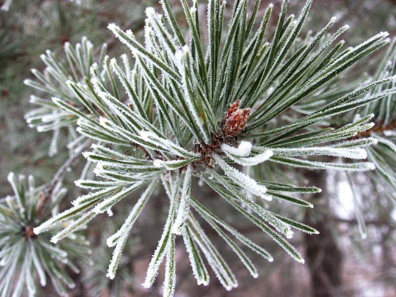 Hoarfrost over the branches of pine tree in winter cold foggy morning. Hoarfrost over the branches of pine tree in winter cold foggy morning.