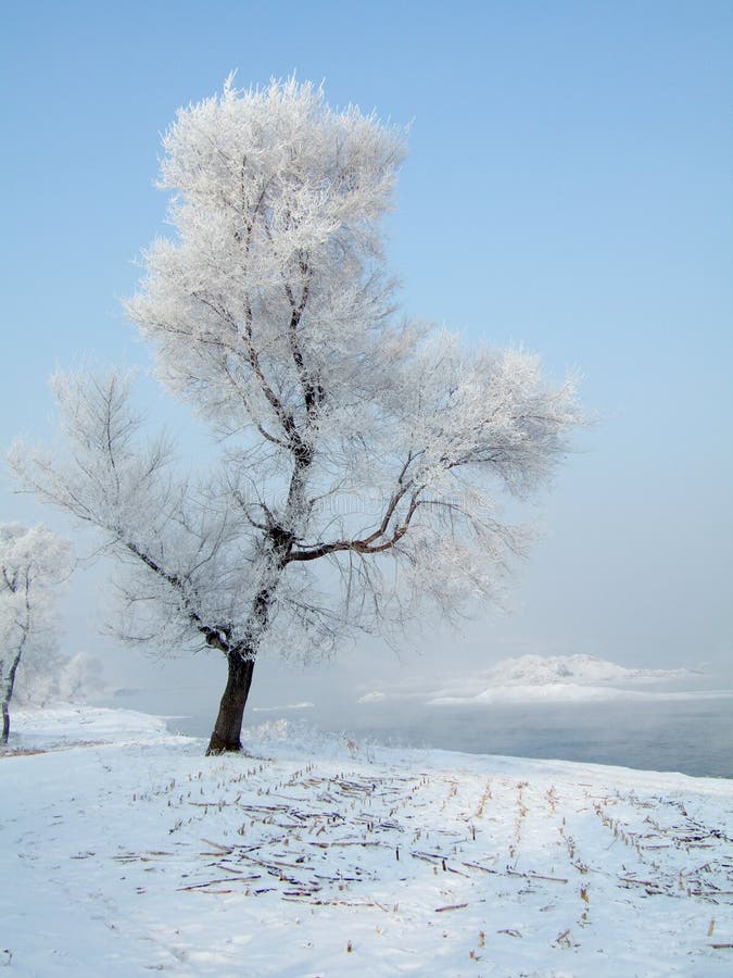 Rimed Tree in JiLin City, northeast of China