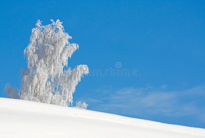 Rimed lonely tree in meadow. Rimed lonely tree in meadow.