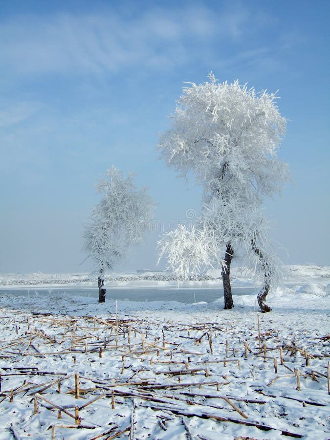 Rimed trees in JiLin City, northeast of China