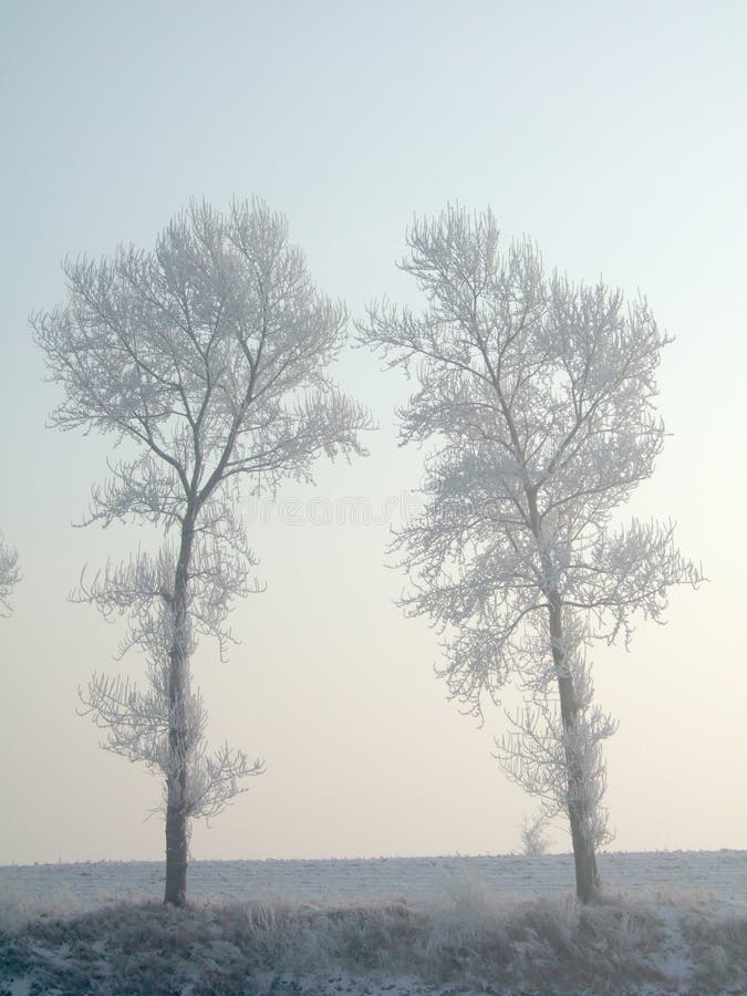 Rimed trees in JiLin City, northeast of China