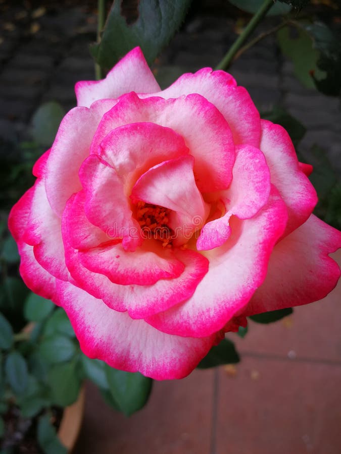 Rims of colours stock photo. Image of dark, pink, rose - 125836704