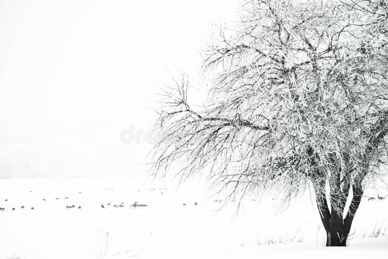 Rime Ice Crystals On A Tree With Geese In Farmfield Stock Image Image Of Crystals Icicles