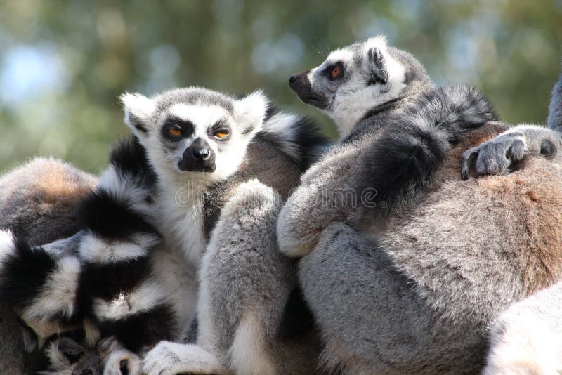 Ring angebundene Lemurs lizenzfreies stockbild Ring angebundene Lemurs lizenzfreies stockbild