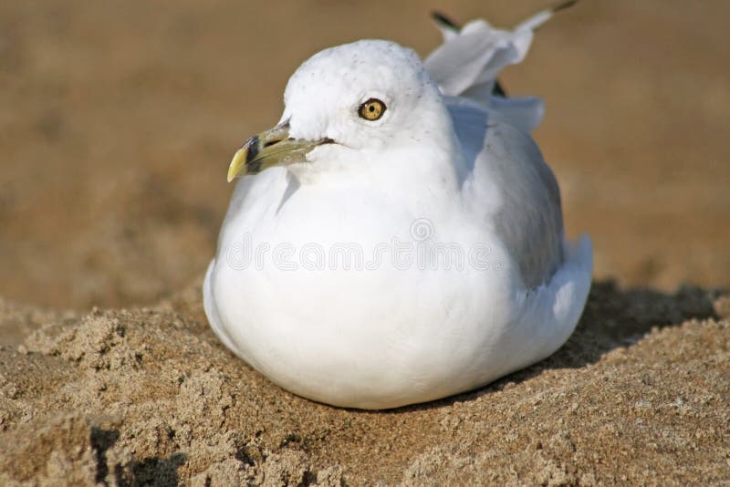 Ring Billed seagull resting on a sandy beach