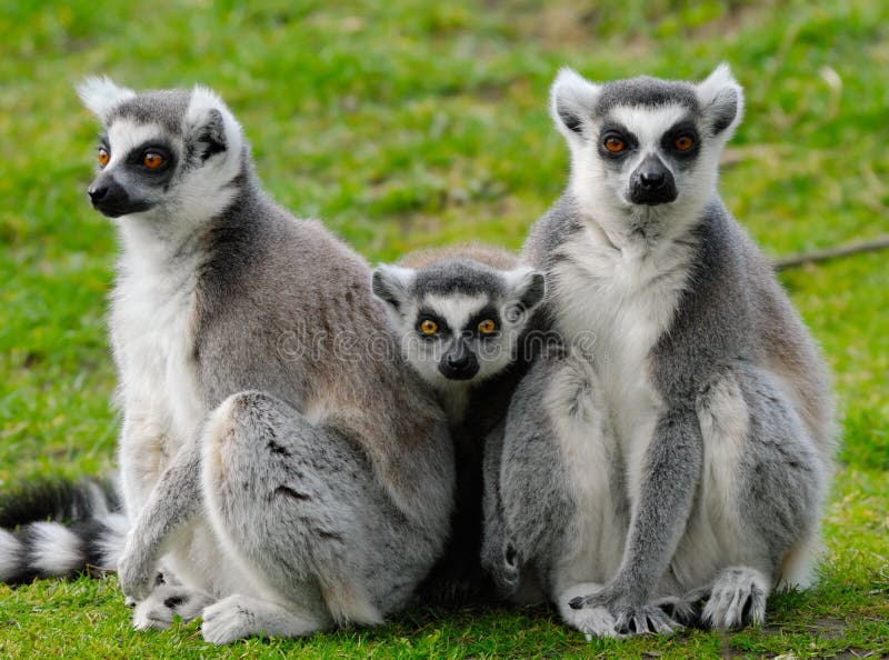 Close-up of a cute ring-tailed lemur family. Close-up of a cute ring-tailed lemur family