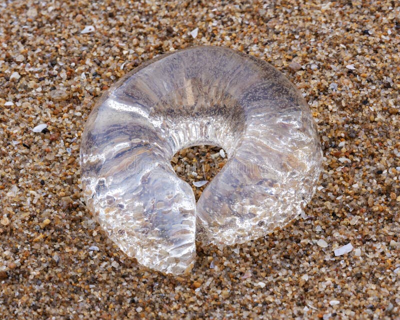 Ring of Jelly on Sand at Beach in Townsville in Australia Stock Photo Image of queensland