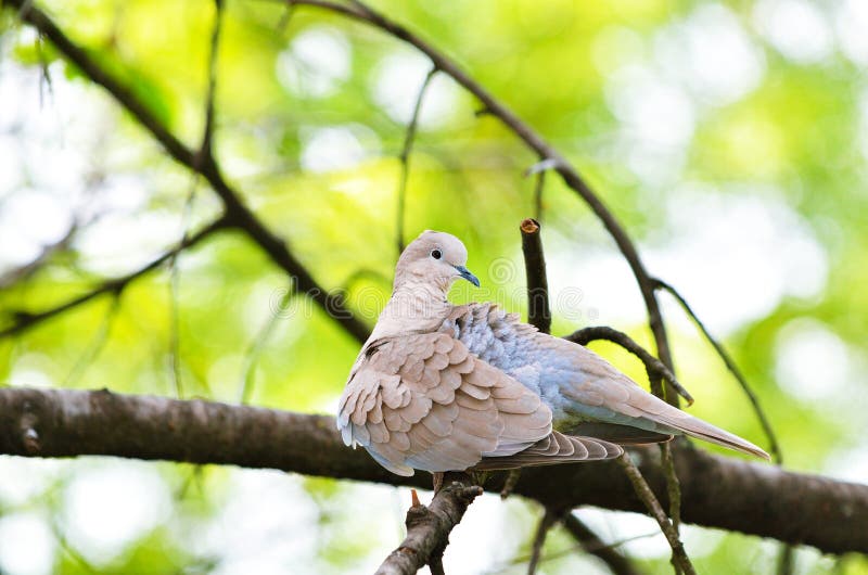 Ring-necked dove female