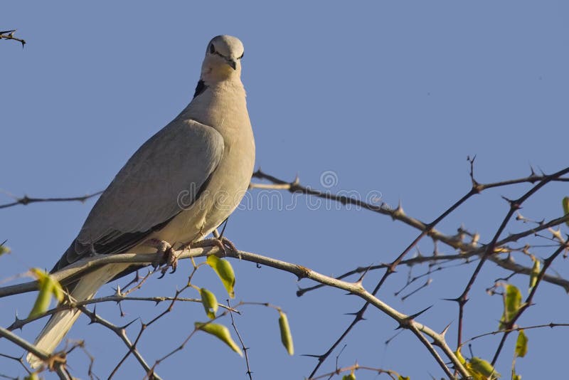 Ring-necked dove (Streptopelia capicola)