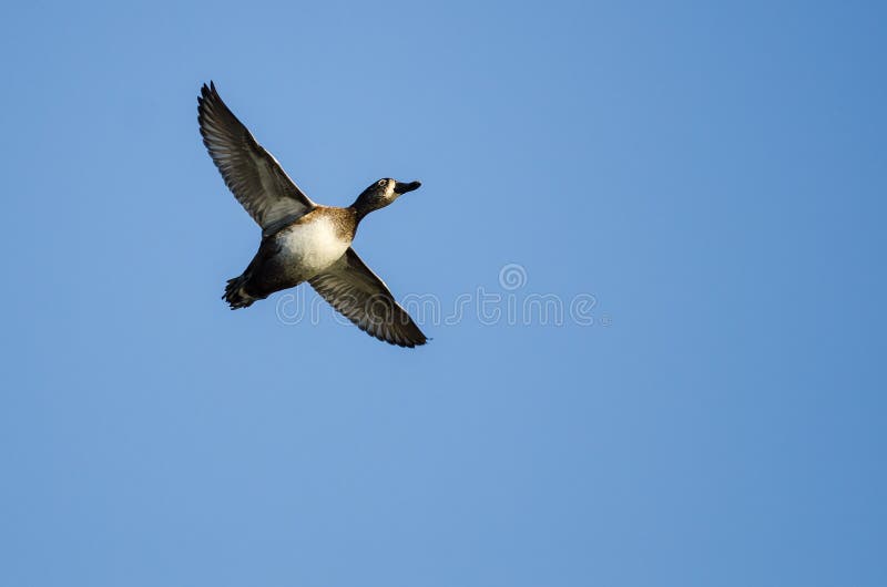 RingNecked Duck Flying in a Blue Sky Stock Photo Image of duck, wild