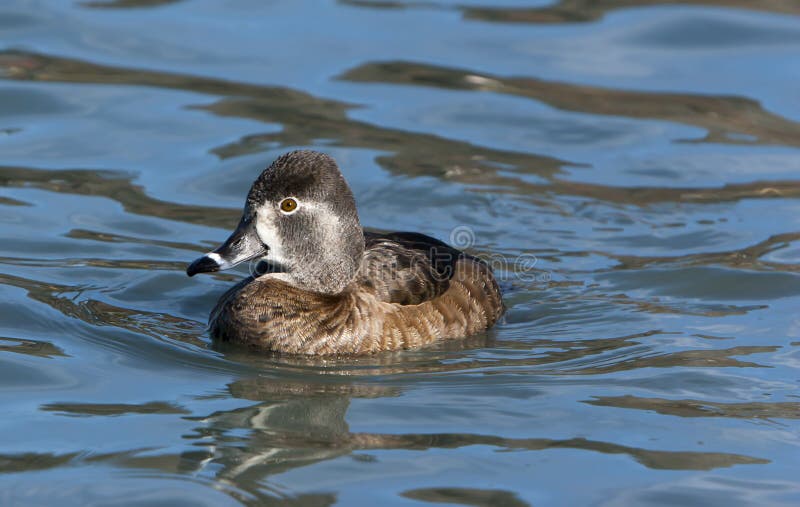 Ring-necked Duck Aythya collaris Tucson, Arizona, United States 13 February  Adult Female in flight. Anatidae Stock Photo - Alamy