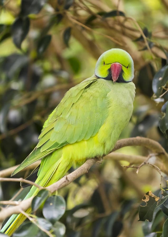 Ring Necked Parakeet stock images