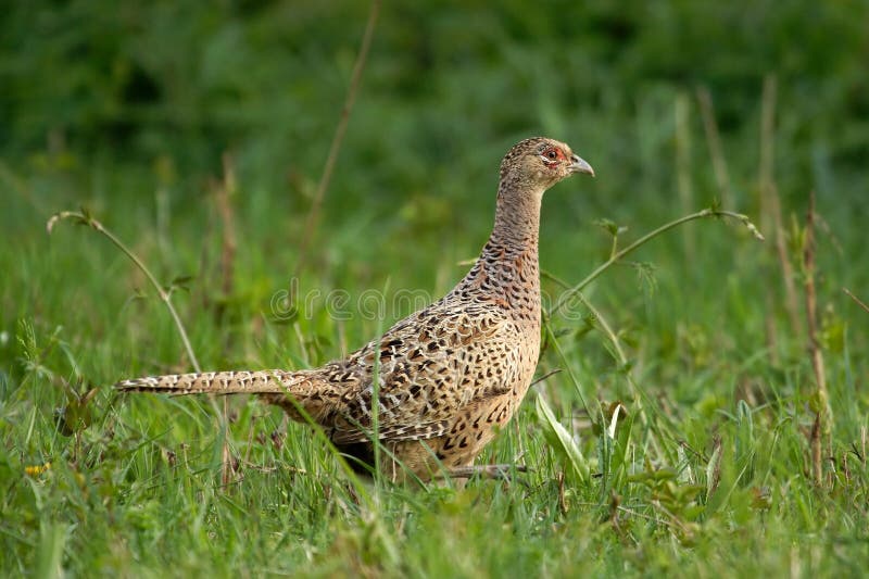 Research Report #40 — Common Pheasant | by Mohonk Preserve | Medium