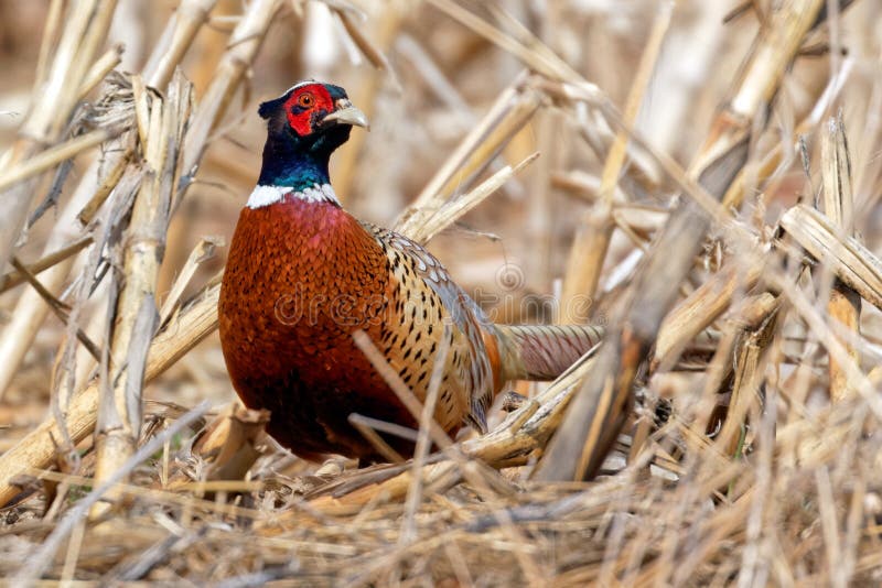 Pheasant Nesting (Behaviour, Eggs, Location + FAQs) | Birdfact