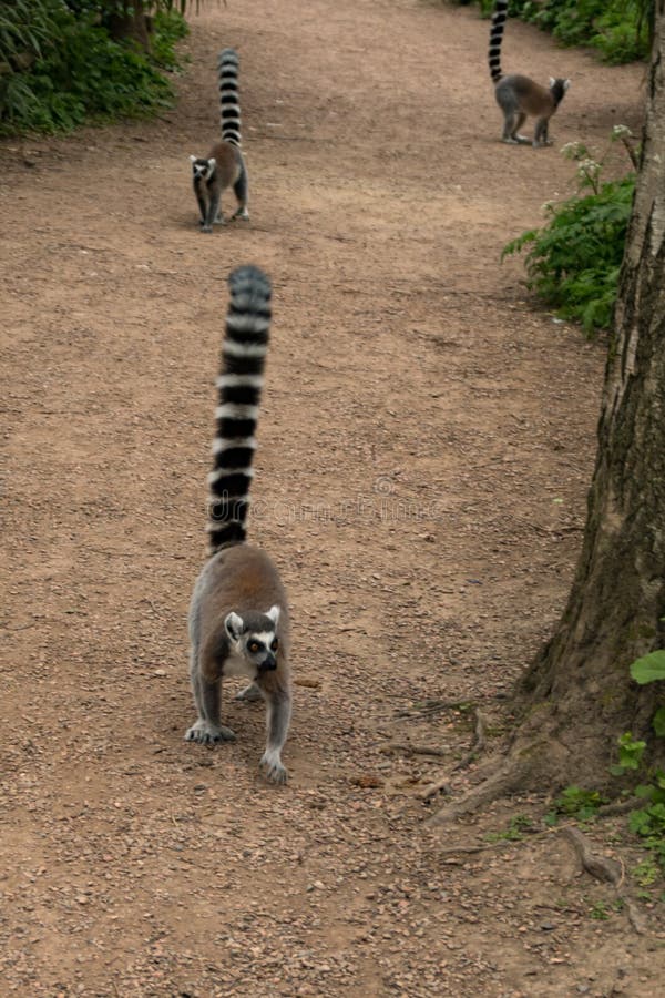 Ring tail lemur stock photo. Image of malagasy, mammal - 261378626