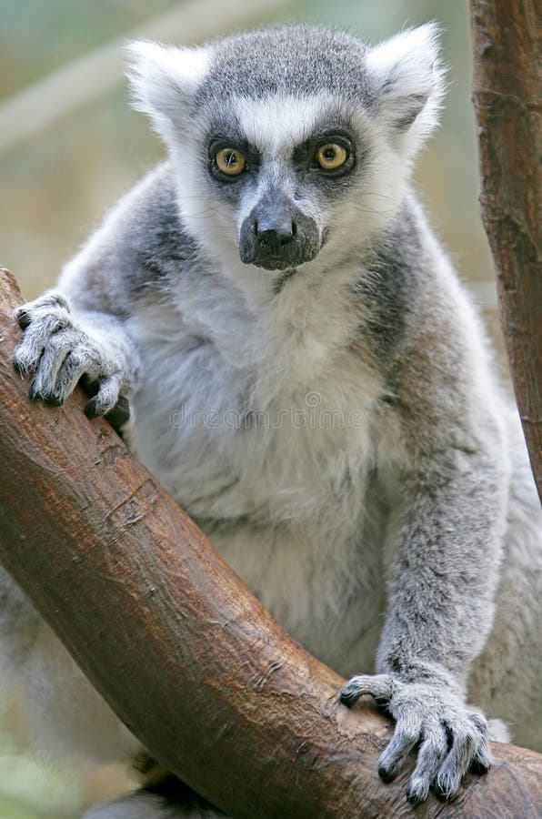 Ring-tailed lemur 1