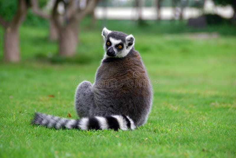 Ring-tailed Lemur
