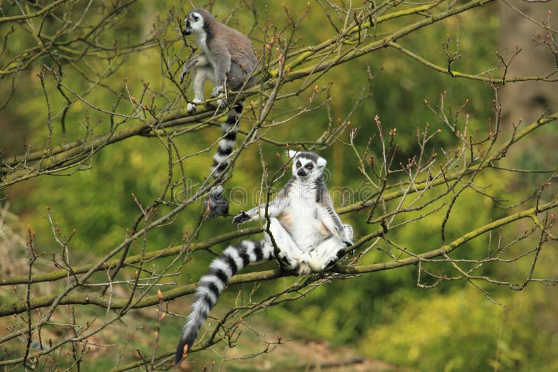 Ring-tailed lemur