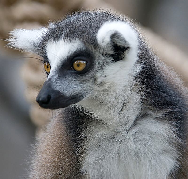 Ring-tailed lemur 6