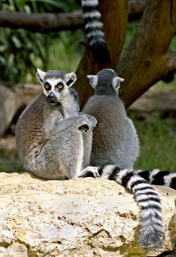 Ring-tailed lemur 8