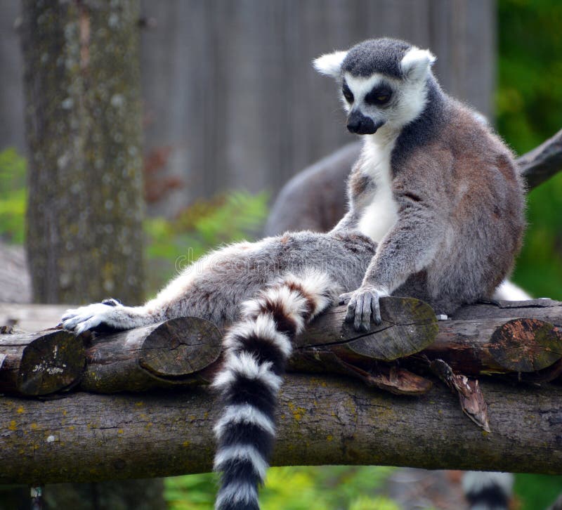 The ring-tailed lemur stock image. Image of fluffy, africa - 93595477